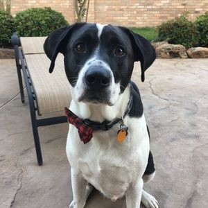 Meet your Posher, Grace